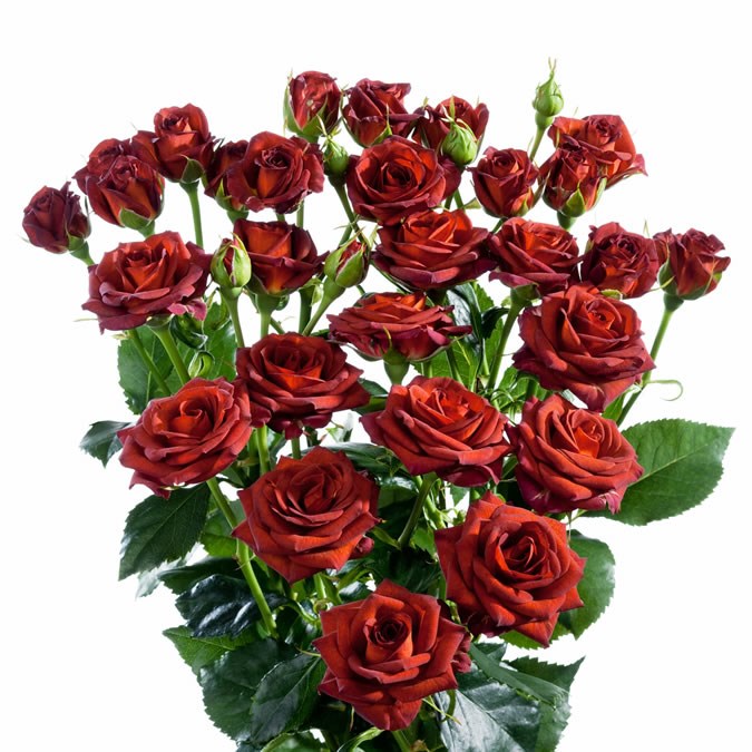 Rose Spray Chococcino