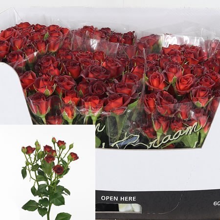 Rose Spray Chococcino