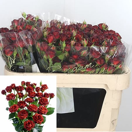 Rose Spray Chococcino