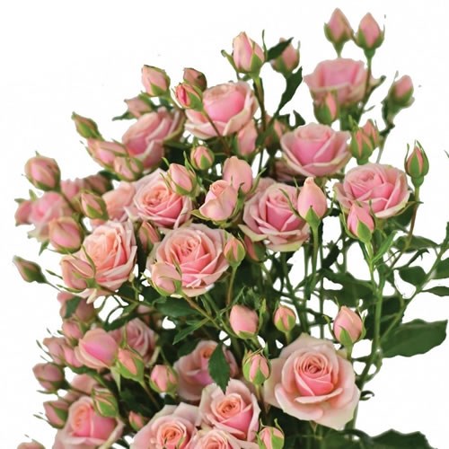 Rose (Spray) Classic Rosever
