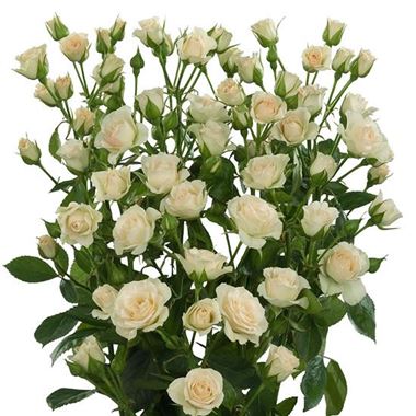 Rose Spray Cream Gracia