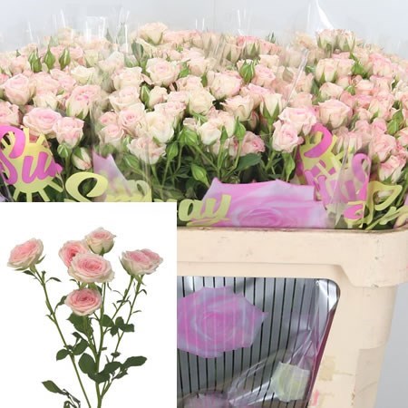 Rose Spray Creamy Twister