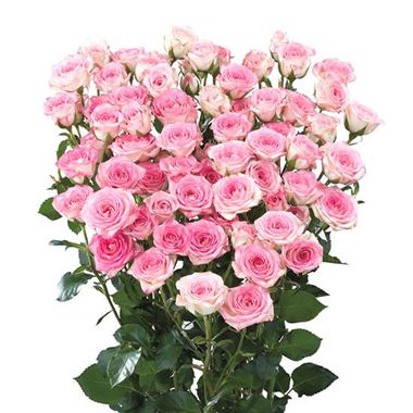 Rose Spray Creamy Twister
