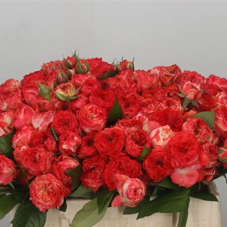 Rose Spray Dark Latin Pompon Freelander