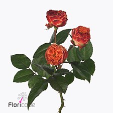 Rose Spray Dark Latin Pompon Freelander