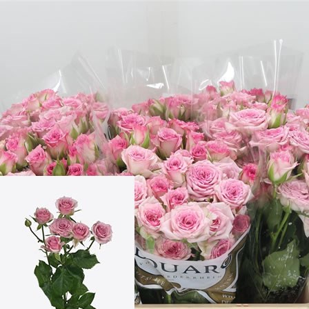 Rose Spray Diamond Rain
