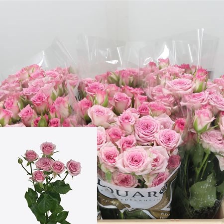Rose Spray Diamond Rain