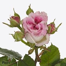 Rose Spray Dolce Summerhouse