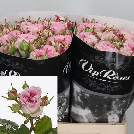 Rose Spray Dolce Summerhouse