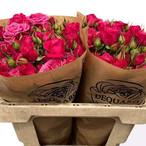 Rose Spray Domino