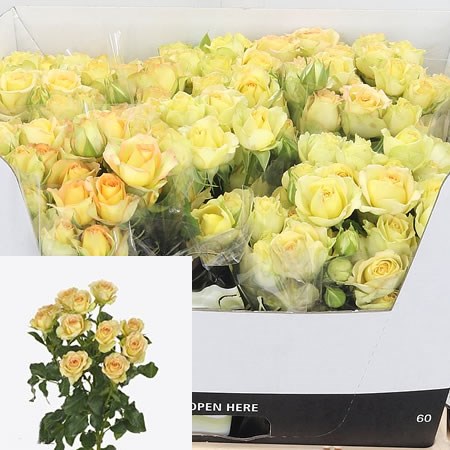Rose Spray Estevana 50cm | Wholesale Dutch Flowers & Florist Supplies UK