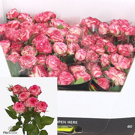 Rose Spray Eyeopener