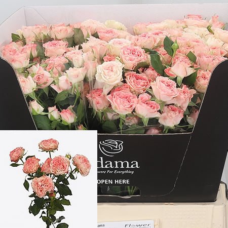 Rose Spray Fair Flow 50cm | Wholesale Dutch Flowers & Florist Supplies UK