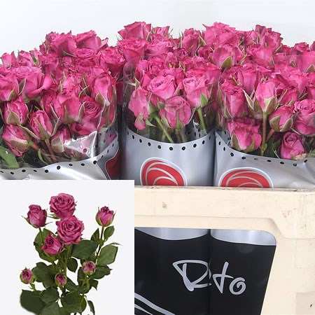 Rose Spray Fiction