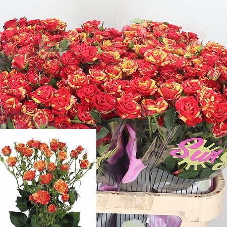 Rose Spray Fire Flash