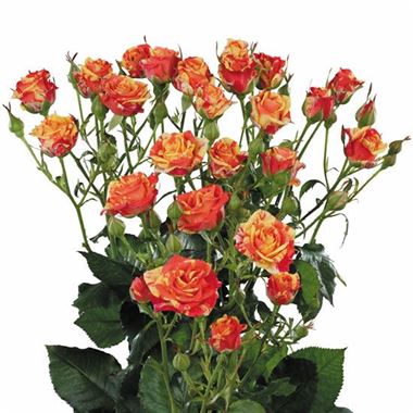 Rose Spray Fire Flash