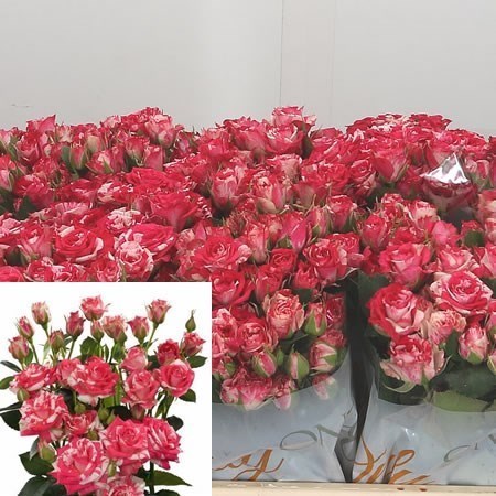 Rose Spray Fireworks