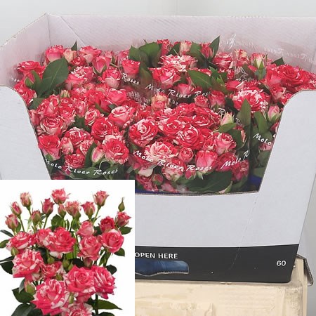 Rose Spray Fireworks