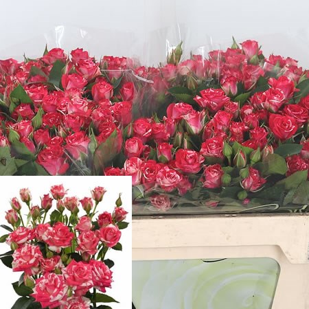 Rose Spray Fireworks