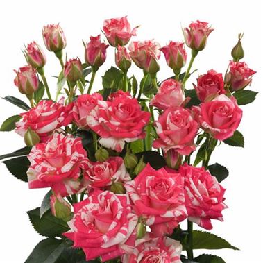 Rose Spray Fireworks