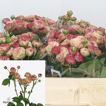 Rose Spray Fresh Jadara