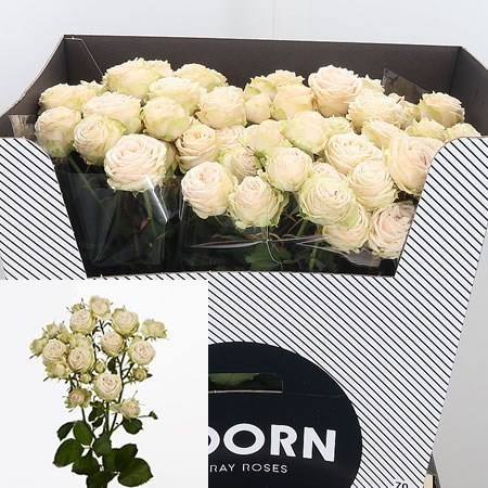 Rose Spray Galina