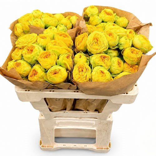Rose Spray Garden Golden Trendsetter