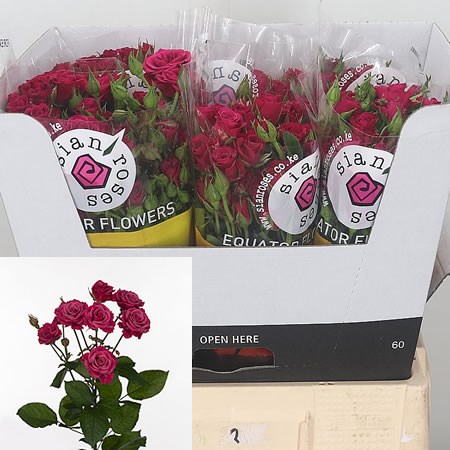 Rose Spray Glorious