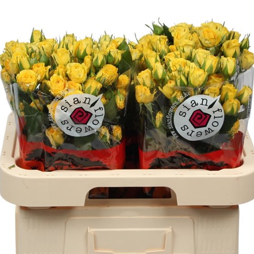 Rose Spray Golden Blossoms