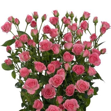 Rose Spray gracia