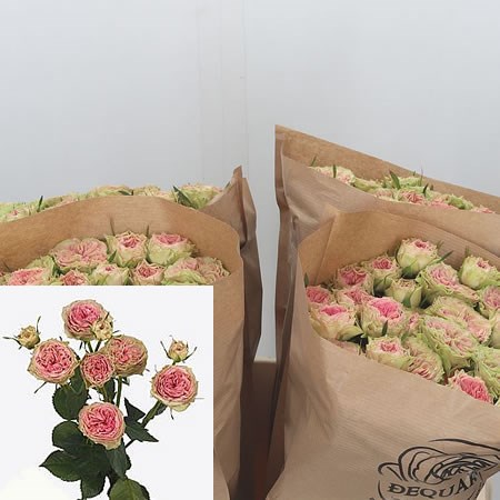Rose Spray Grandmas Finest Daisy