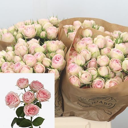 Rose Spray Grandmas Garden Katy 70cm Wholesale Dutch Flowers