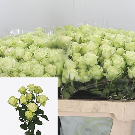 Rose Spray Green Glow