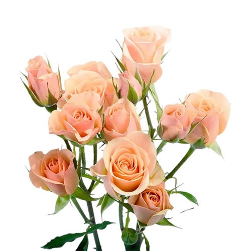 Rose Spray Ilse