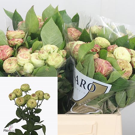 Rose Spray Jadara
