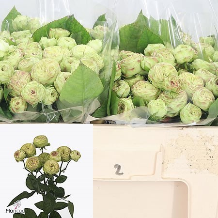 Rose Spray Jadara