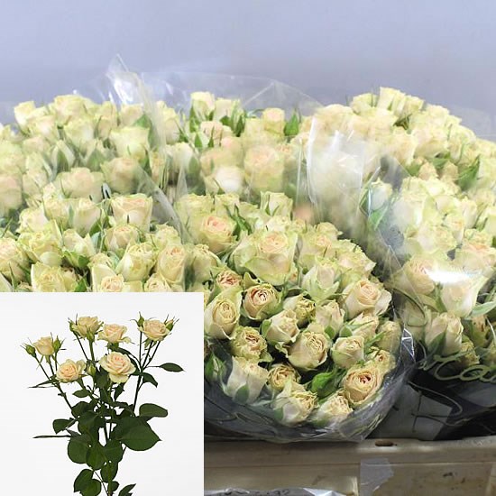 Rose Spray Jelena