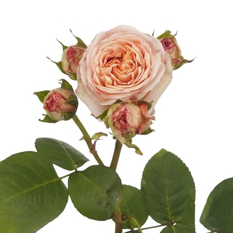 Rose Spray Lady Capri