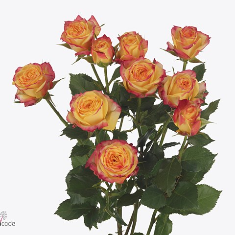 Rose Spray Land of Fire