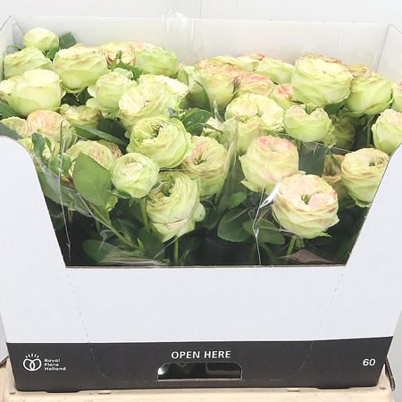 Rose Spray Latin Pompon