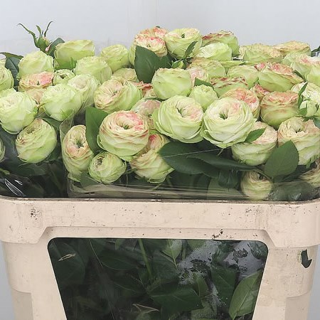 Rose Spray Latin Pompon