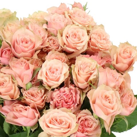 Rose Spray Latoya