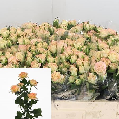 Rose Spray Lenne