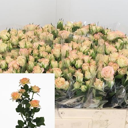 Rose Spray Lenne