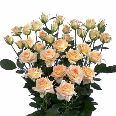 Rose Spray Lenne