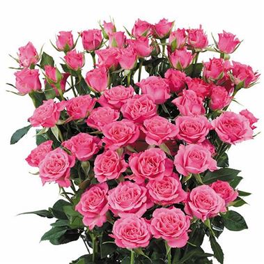 Rose Spray Lianne