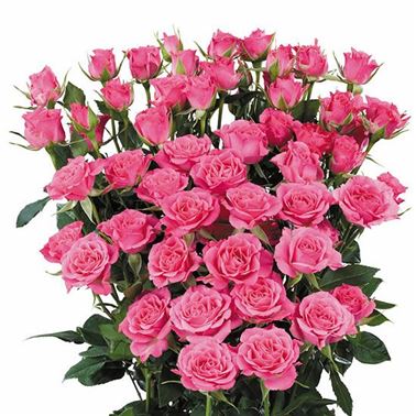 Rose Spray Lianne