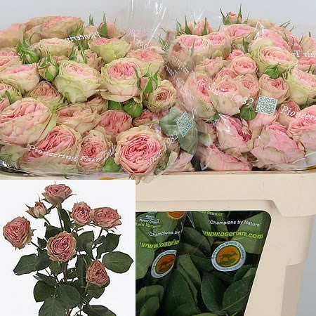 Rose Spray Love Me Two Times
