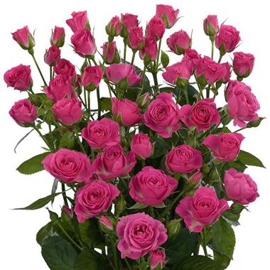 Rose Spray Lovely Lydia