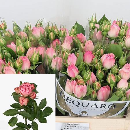 Rose Spray Lovely Rokoko